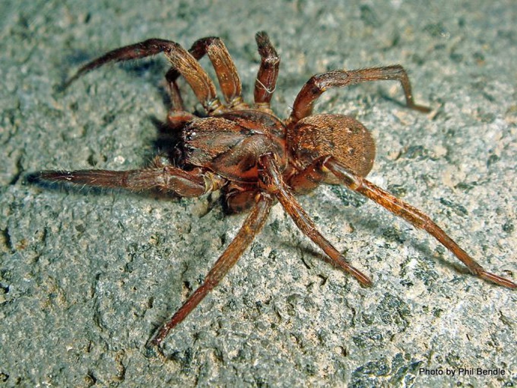 Jadeback Spider Species in Avendora