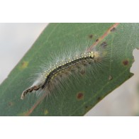 Gum leaf skeletoniser caterpillar 