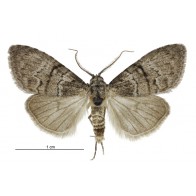 Gum leaf skeletoniser moth