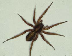 Wolf spider / Te pūngāwerewere wūruhi