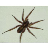 Wolf spider 