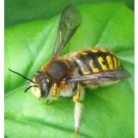 Wool carder bee