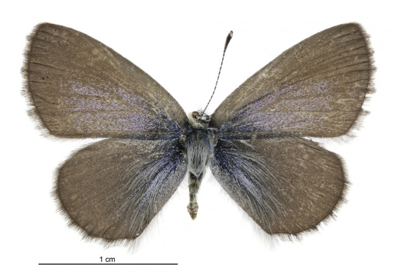  Common Blue Butterfly / Te pūrerehua kikorangi e kitea nuitia ana  [Zizina otis labradus] (female)