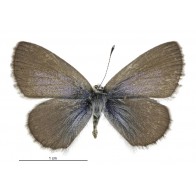 Common blue butterfly