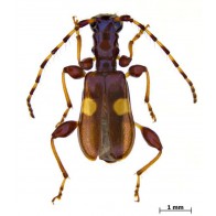 Flower longhorn beetle
