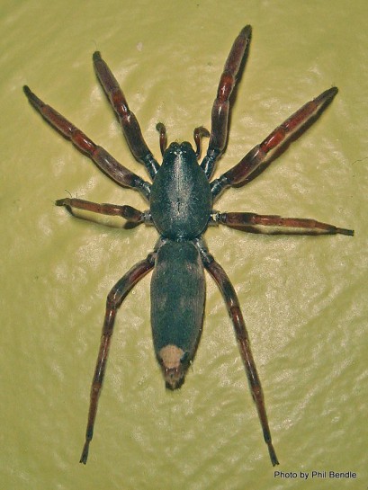 Adult whitetail spider. Image: Phil Bendle Collection, CitSciHub.nz