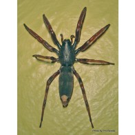 Whitetailed spider