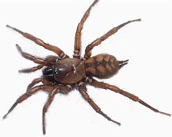 Banded tunnelweb spider / Te pūngāwerewere tāhei noho ki te māwhaiwhai anaroa. Photo by Bryce McQuillan