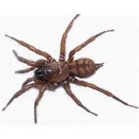 Banded tunnelweb spider 