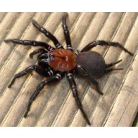 Black-headed jumping spider » Manaaki Whenua