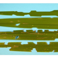 Cabbage tree leaf damage