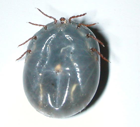 Cattle tick [Haemaphysalis longicornis]. Image: Commonsource (CC-BY-3.0)