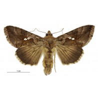 Silver Y moth