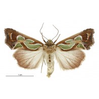 Green spangled moth