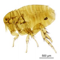 Fleas 