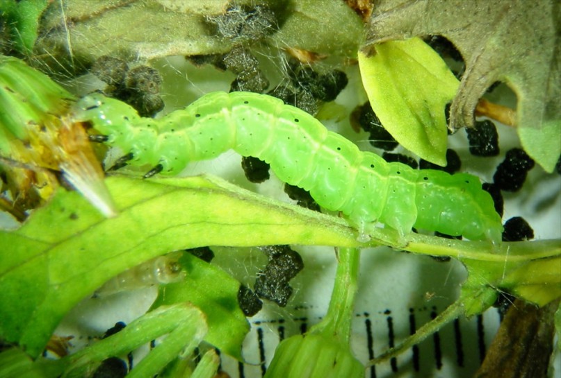 Green looper caterpillar [Chrysodeixis eriosoma] Image: Jon Sullivan (CC-BY-4.0)