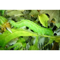 Green looper caterpillar