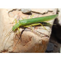 Green stonefly