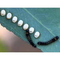 Gum emperor moth eggs