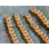 Gum leaf skeletoniser eggs