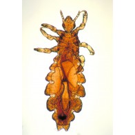 Head louse