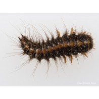 Hide beetle larva
