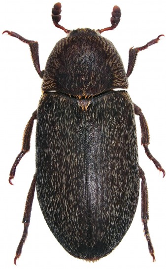 Hide beetle [Dermestes maculatus]
