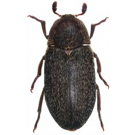 Hide beetle