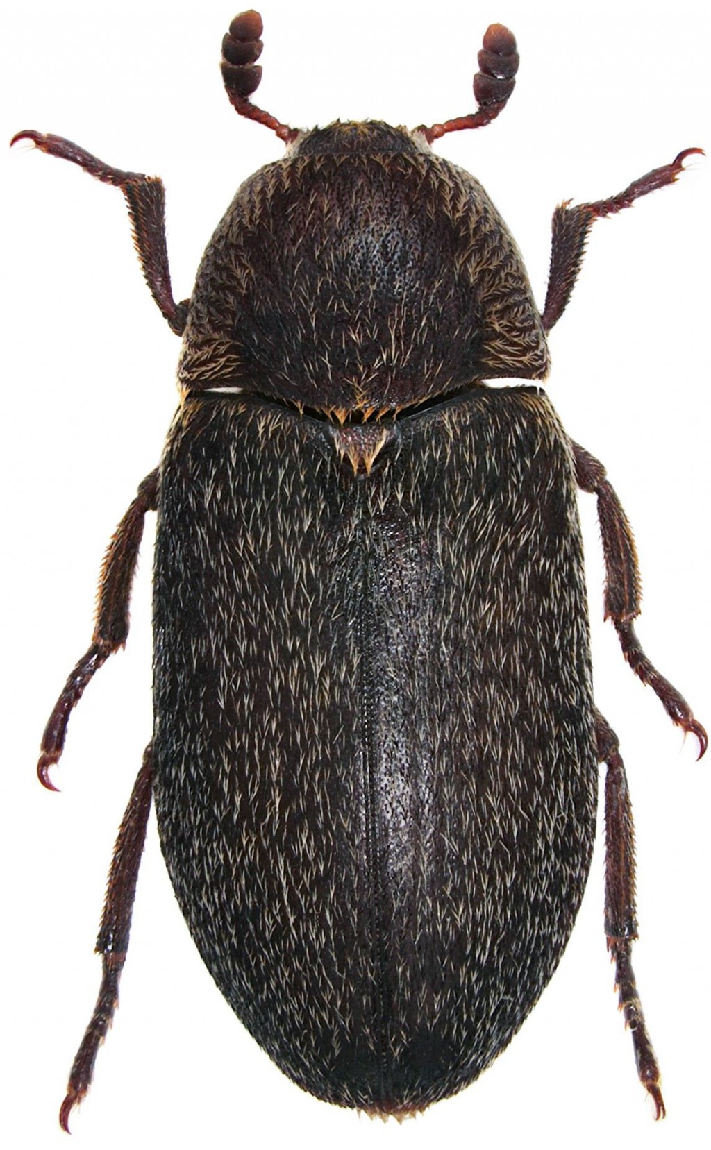 Hide Beetle Manaaki Whenua