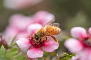 Honey bee [Apis mellifera] on mānuka