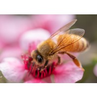 Honey bee