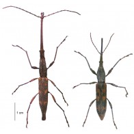 Giraffe weevil