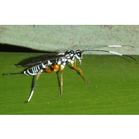 Lemon tree borer parasite 