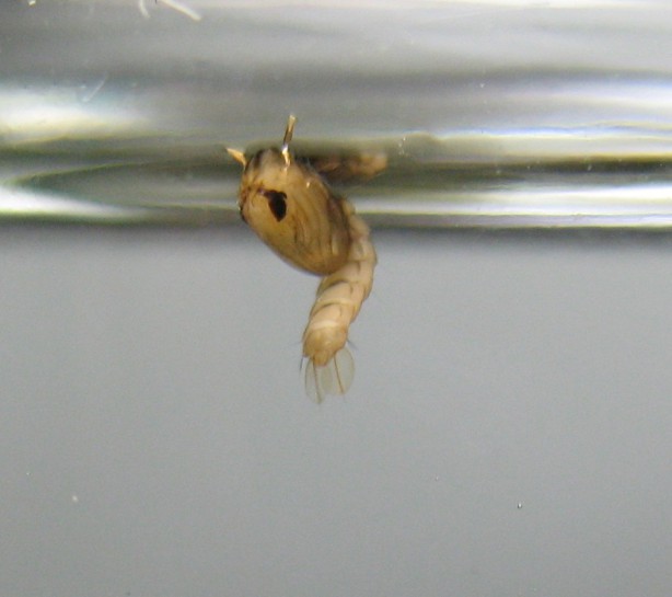 Mosquito pupa. Image: ProjectManhattan / CC-BY-3.0