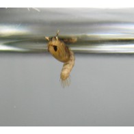 Mosquito pupa (tumbler) 