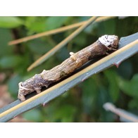 North Island lichen moth caterpillar