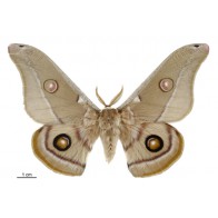 Gum emperor moth