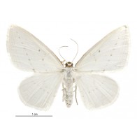 Flax looper moth