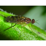 Outhouse fly