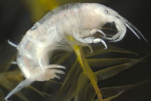 Amphipod (Corophiidae: Paracorophium)