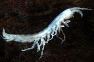 Amphipod (Paracrangonyctidae)