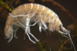 Amphipod (Phreatogammaridae)