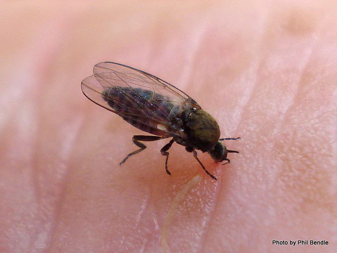 Sandfly feeding on human hand. Image: Phil Bendle Collection, CitSciHub.nz