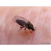 Sandflies (blackflies)
