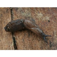 Garden slug