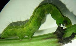 Burnished brass moth caterpillar, sometimes known as soybean looper