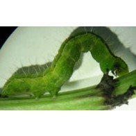Soybean looper 