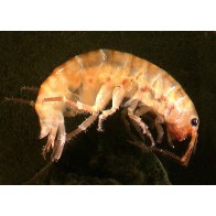 Hoppers / Amphipods 