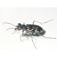 Tiger beetle 