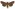 Flax notch moth [Tmetolophota steropastis] (male) Image